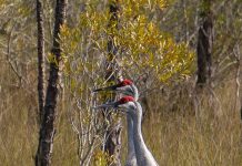 Native Species in Southwest Florida