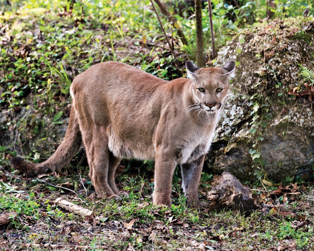 Florida Panther. Photo courtesy of iStock