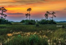 Get to Know Southwest Florida’s Native Landscapes A sunrise in Everglades National Park. Photo courtesy of iStock