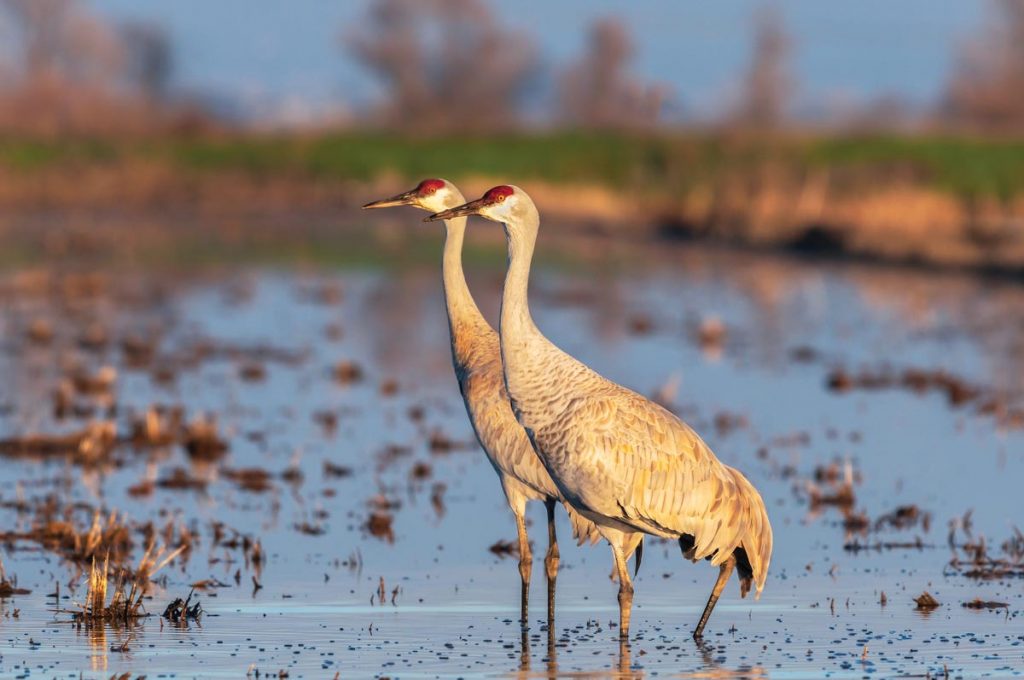Sandhill Crane. Photo courtesy of iStock
